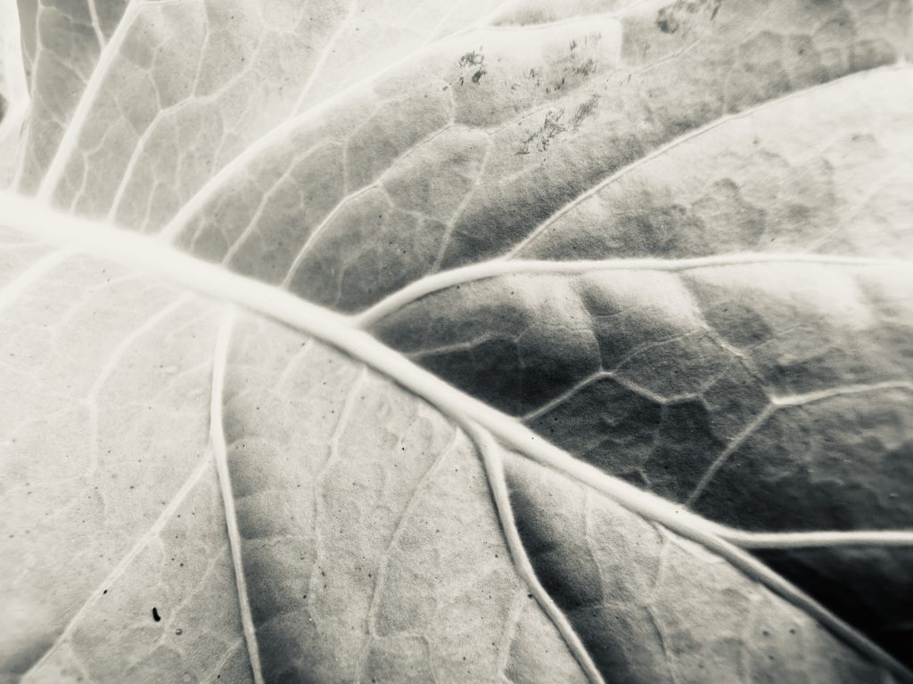 Monochrome cabbage leaf