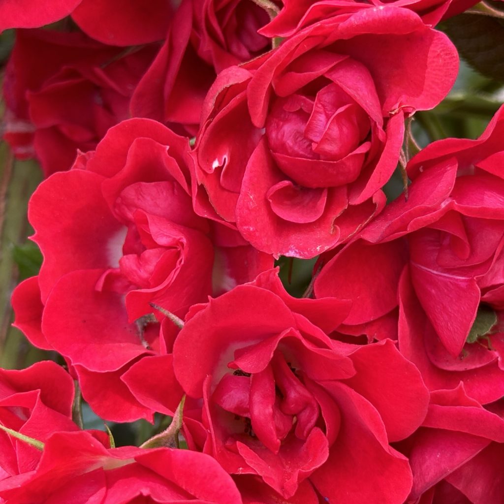Red Roses​