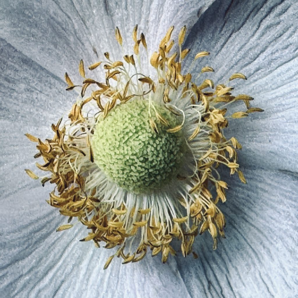 Close-up on a flower