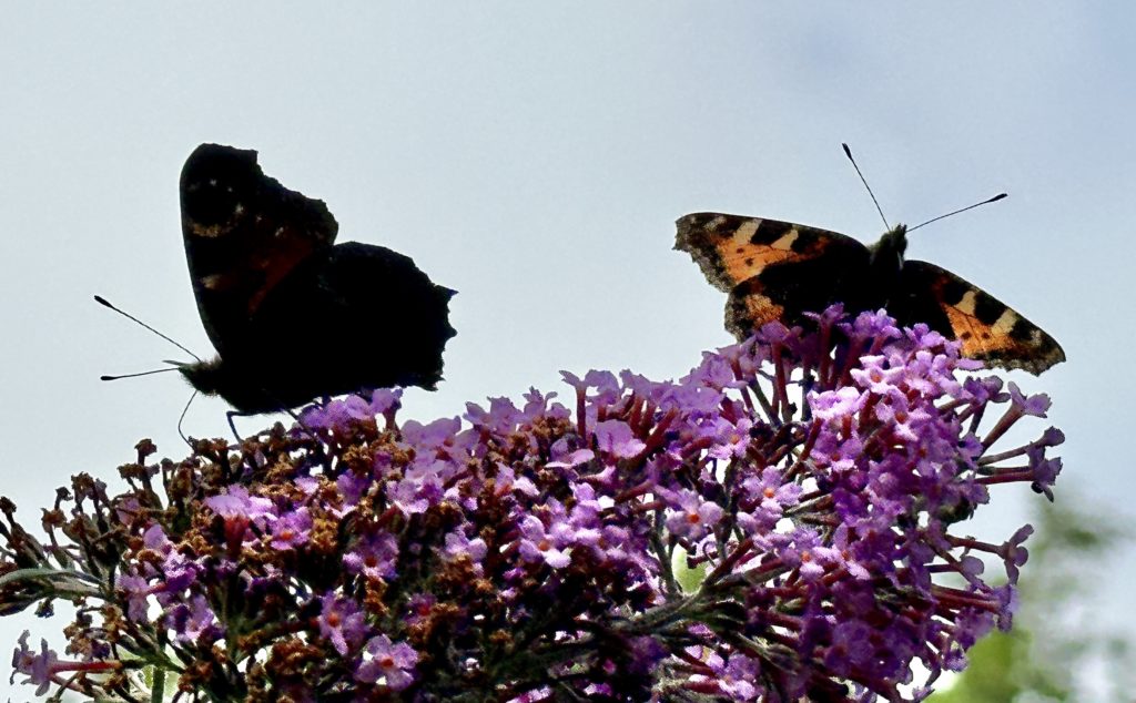 Two Red Admiral butterflies​ on a Buddleia