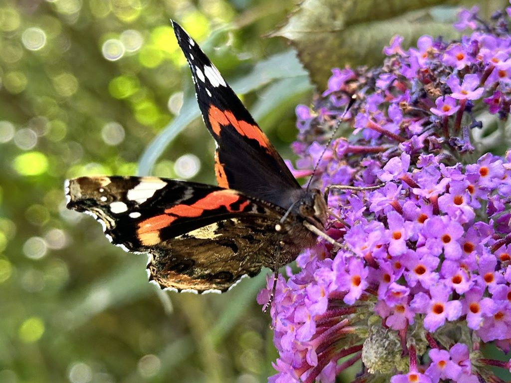Red Admiral​ butterfly