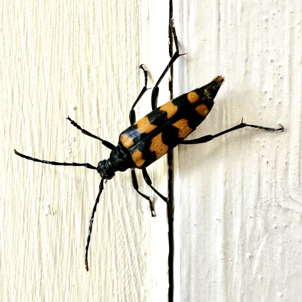 Orange and black beetle