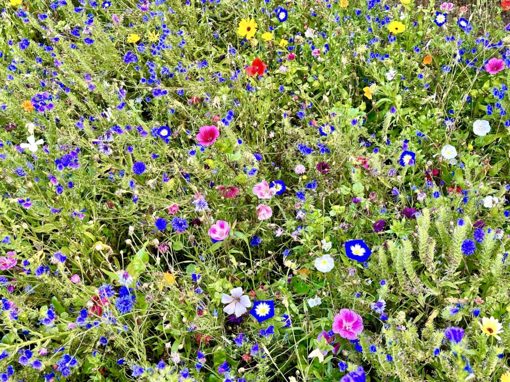 Culzean Castle and Country Park meadow flowers