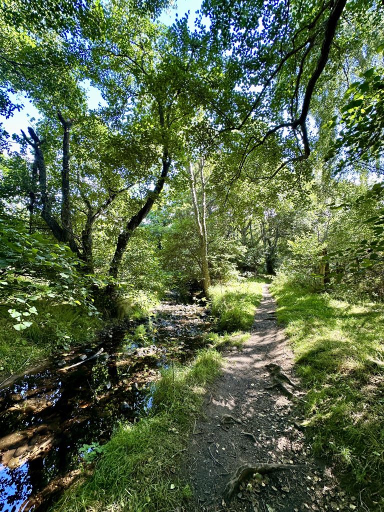 Woodland by the River Spey