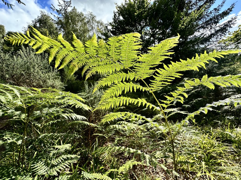 Fern in the sun