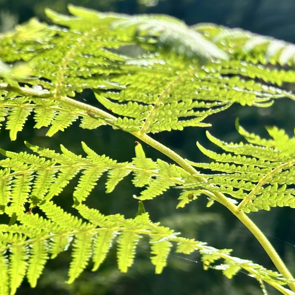 Close-up of a fern