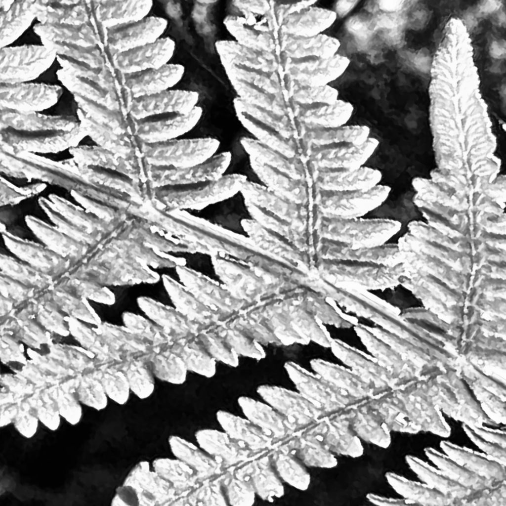 Monochrome close-up of a fern