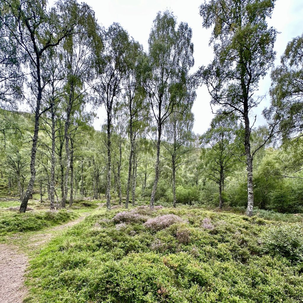 Craigellachie National Nature Reserve