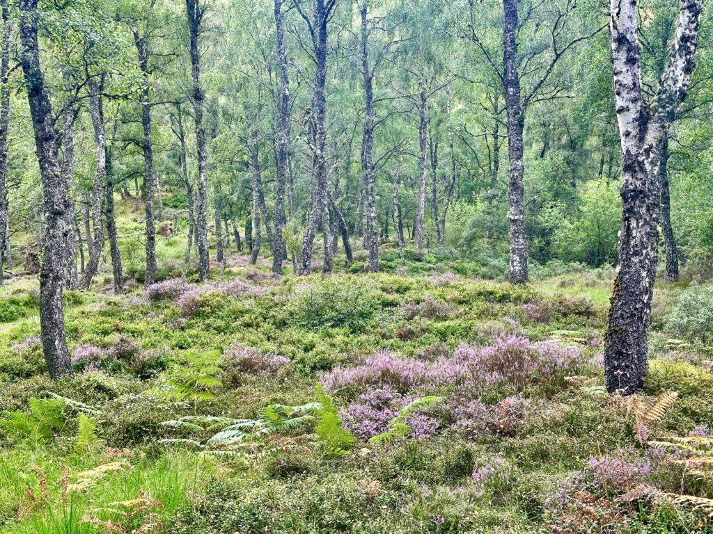 Craigellachie National Nature Reserve