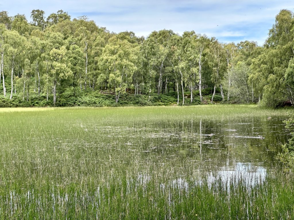 Craigellachie National Nature Reserve old reservoir 