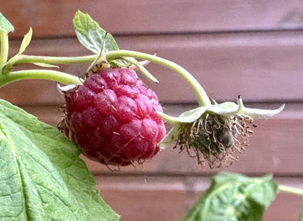 Raspberry