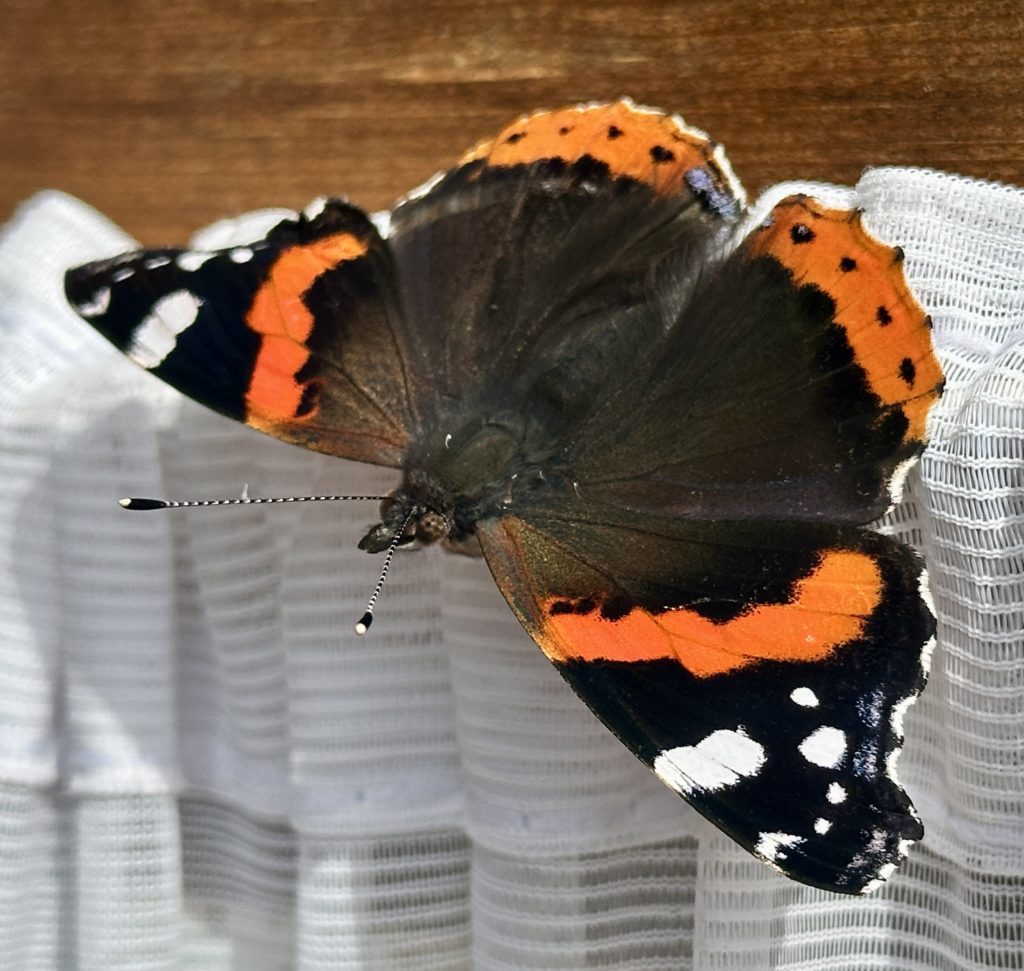 A Red Admiral on the shed door​