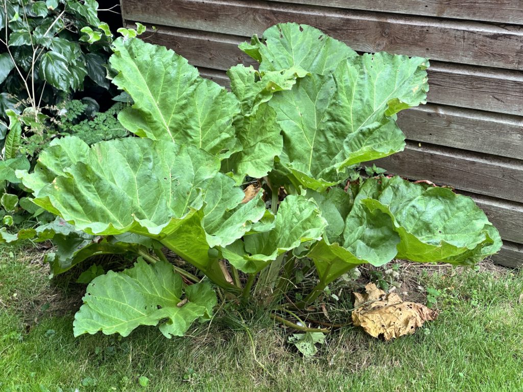 Ripe rhubarb 