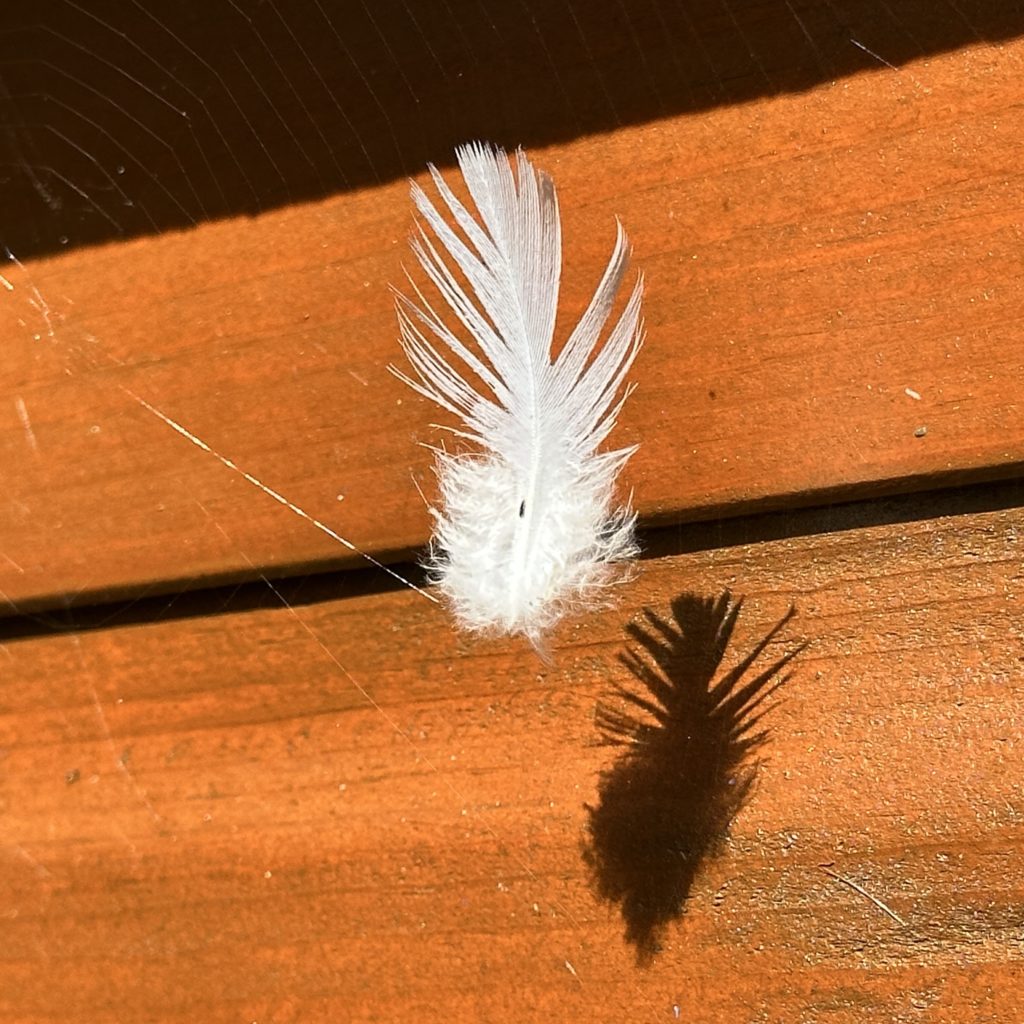 White feather black shadow