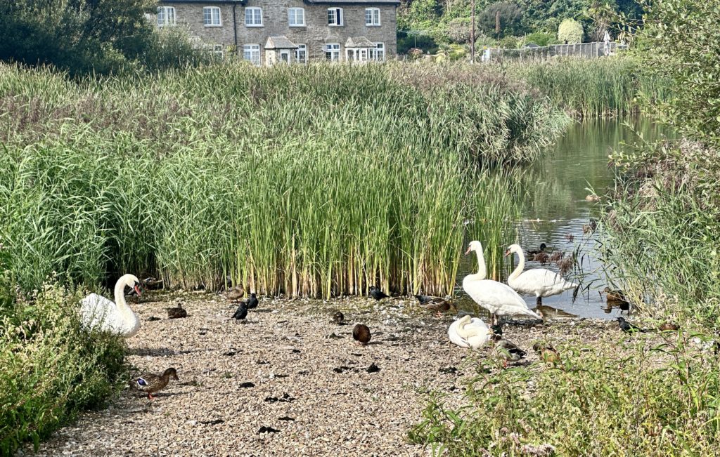 Swans and ducks on Slapton Ley 