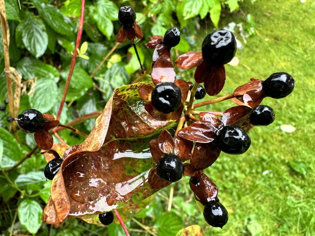 Wet berries