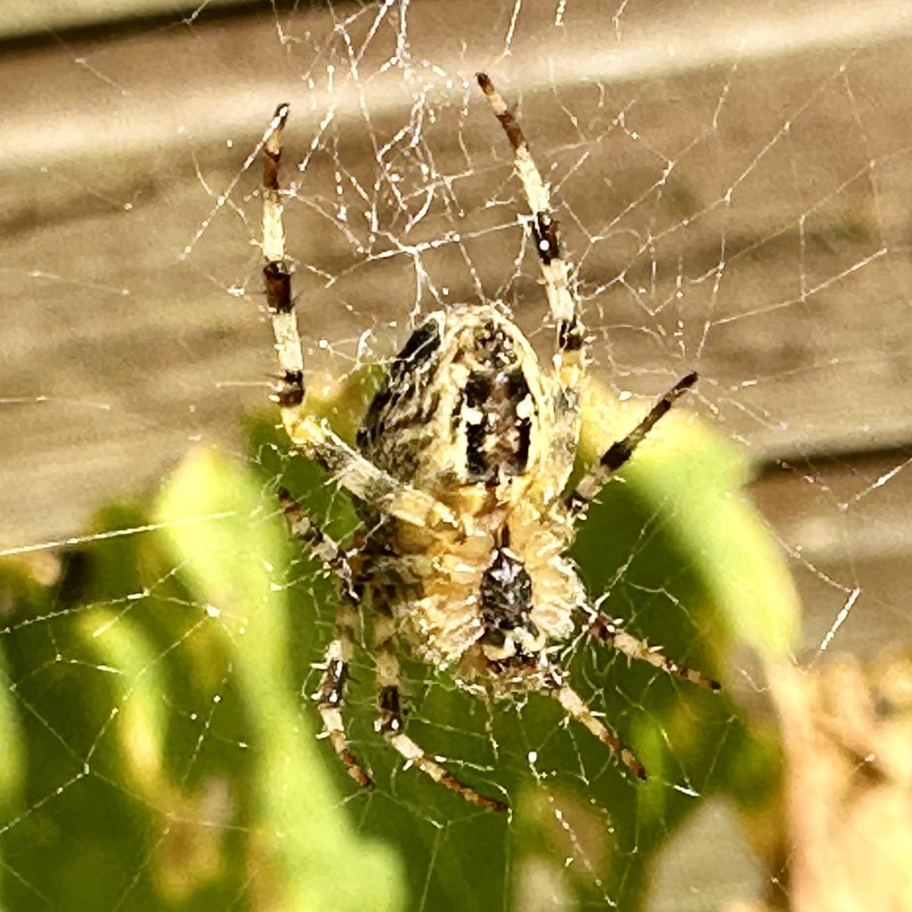 Close-up of a spider