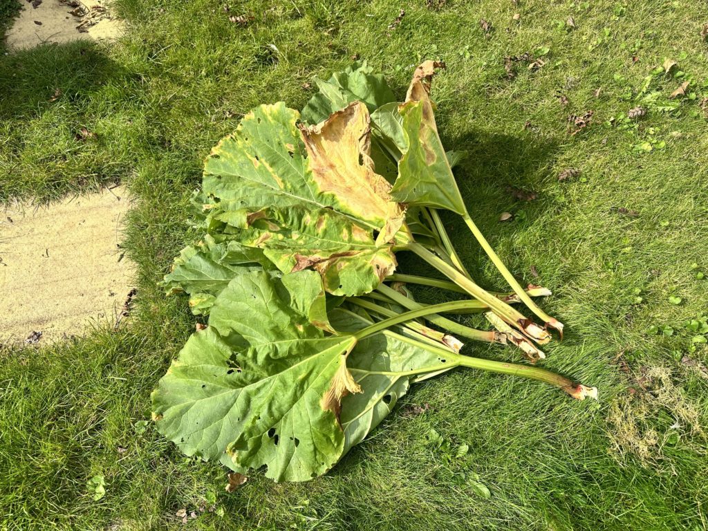 Home grown rhubarb 