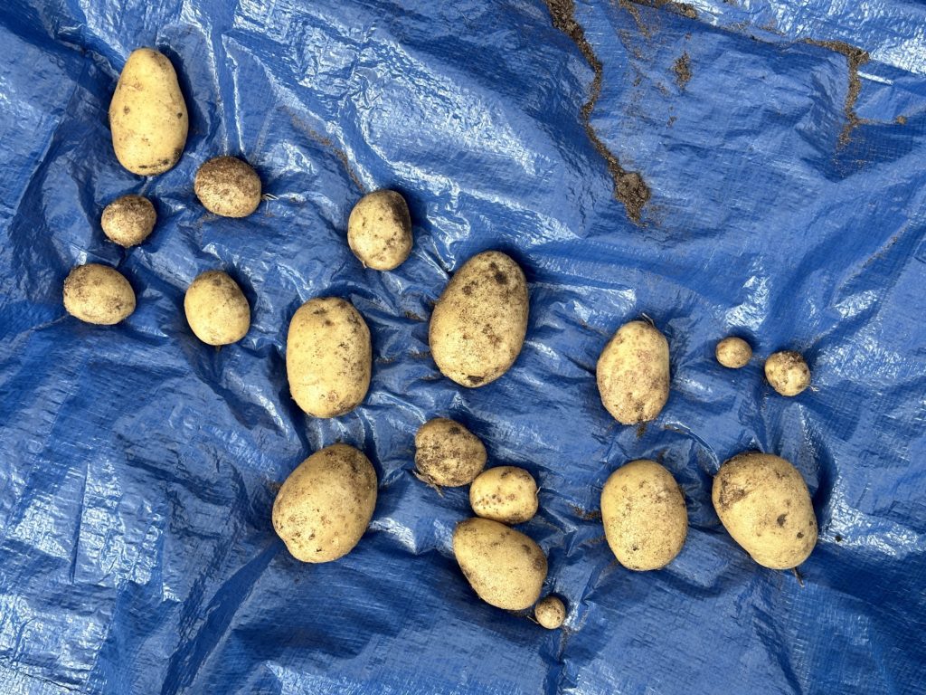 Home grown potatoes