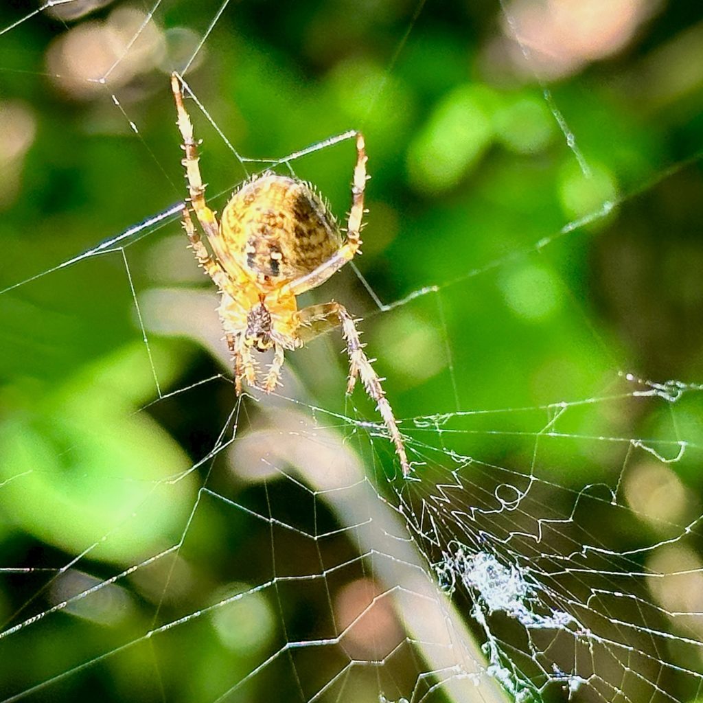 Spider Close-up​