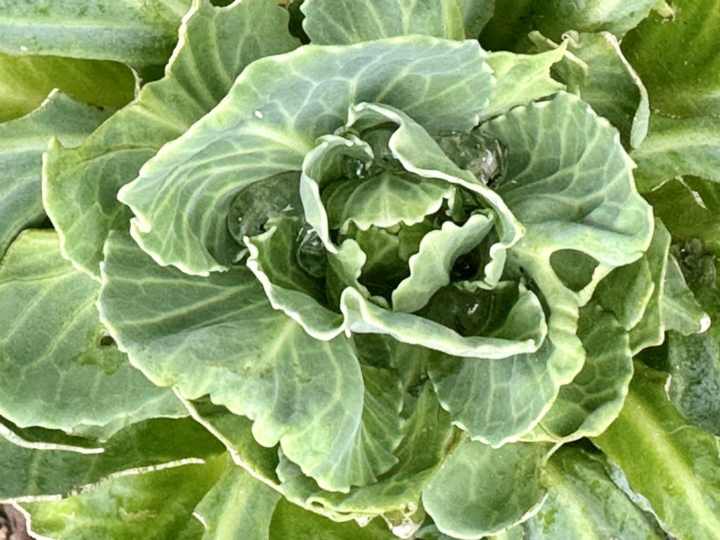 Cabbage