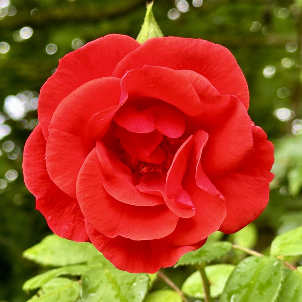 Red rose