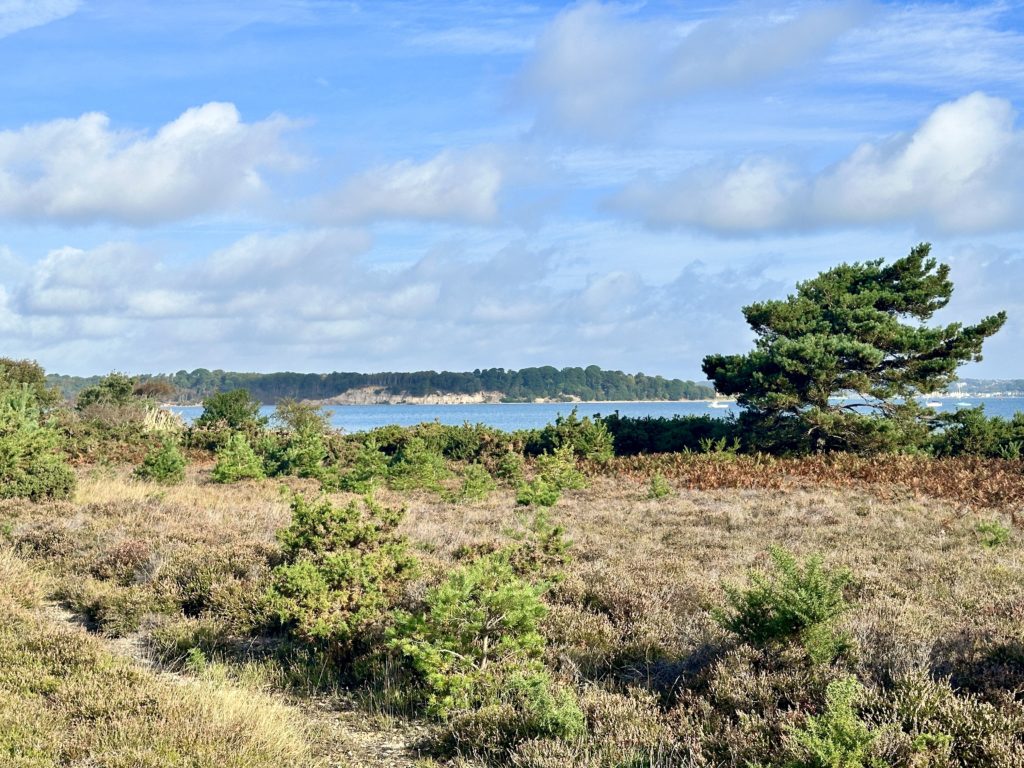 Studland Heath​