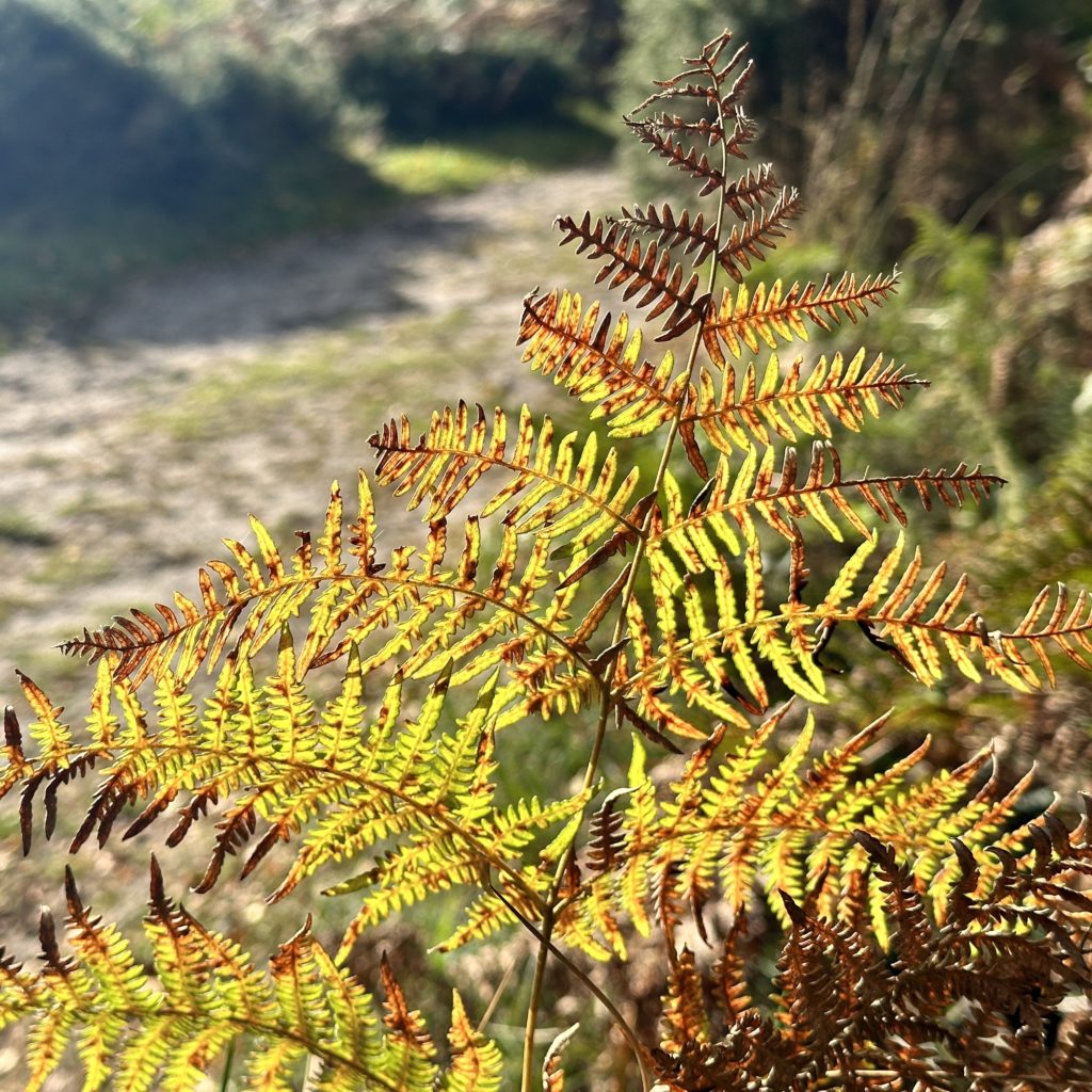 Studland Heath​