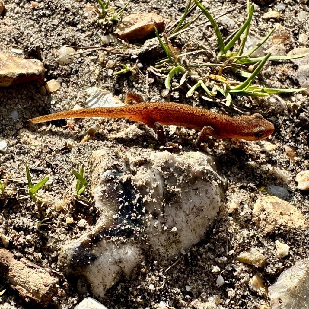 Smooth newt