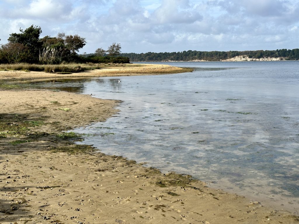 Studland Heath​