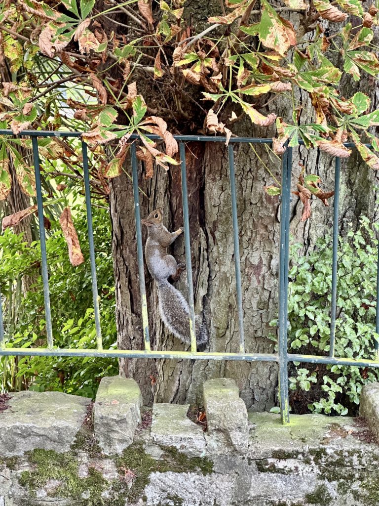 Grey squirrel in Bournemouth Lower Gardens