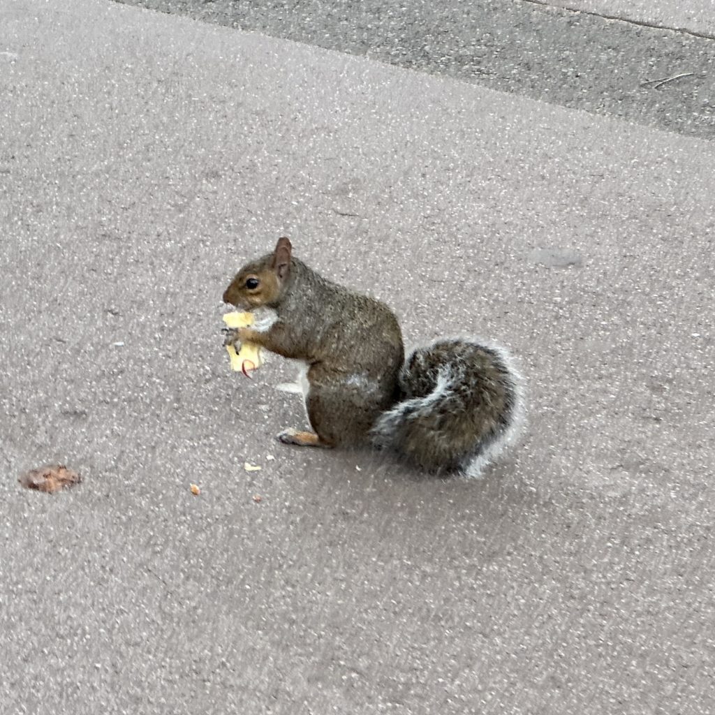 Grey Squirrel 