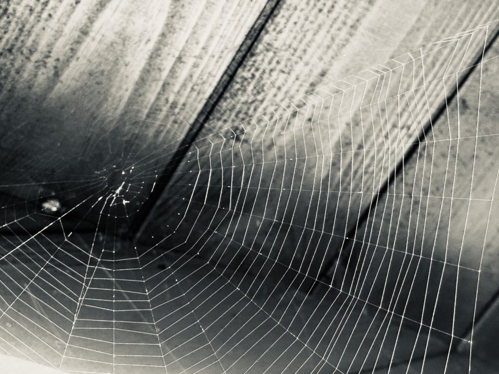 Spider web