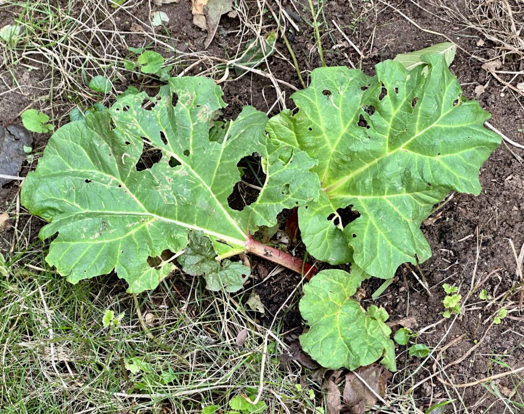 rhubarb