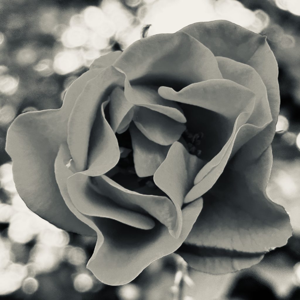 A monochrome red rose