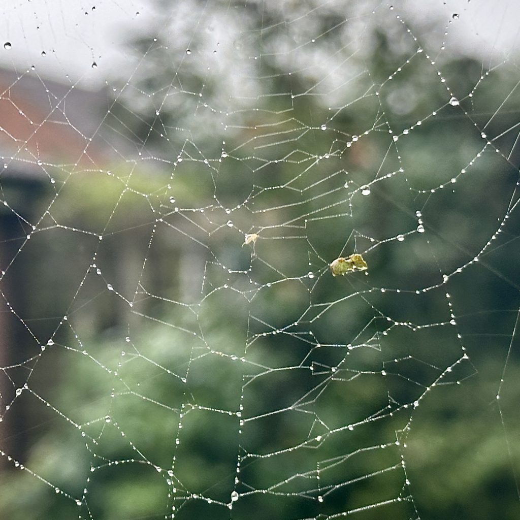 Spider web with rain drops