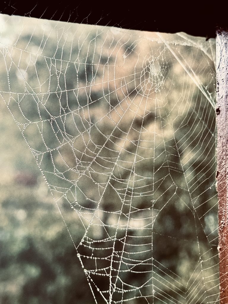 Dew on a spider’s web