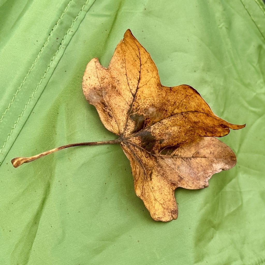 Autumn leaf on my tent