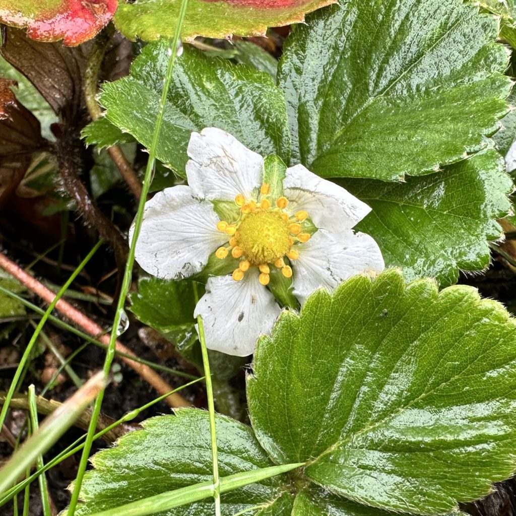 Strawberry blossom