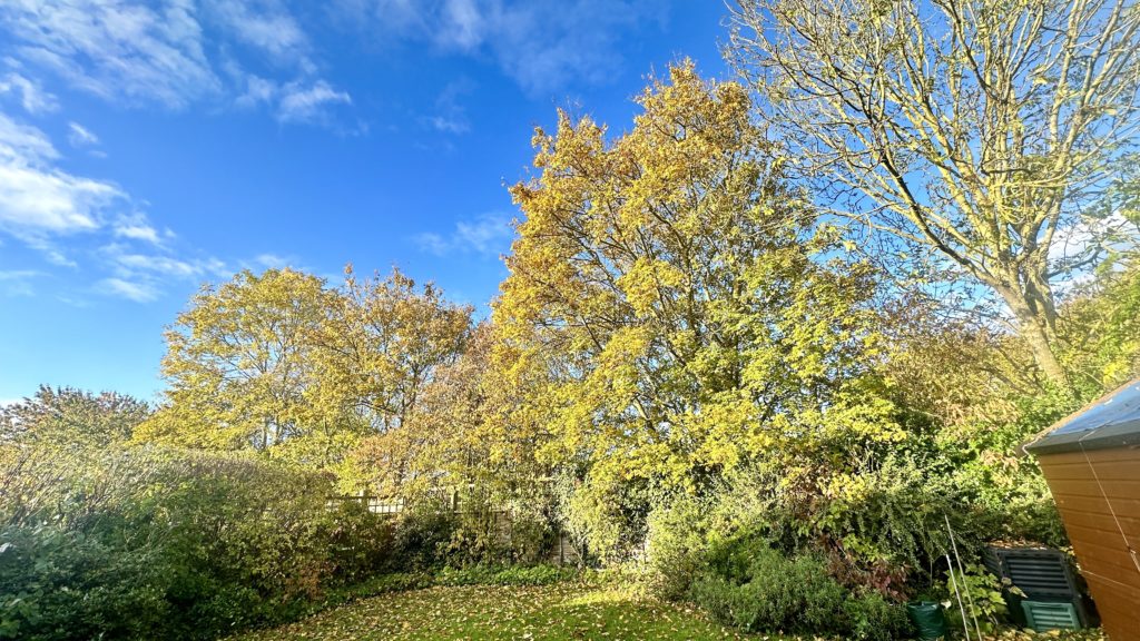 Autumn colours​ in our garden