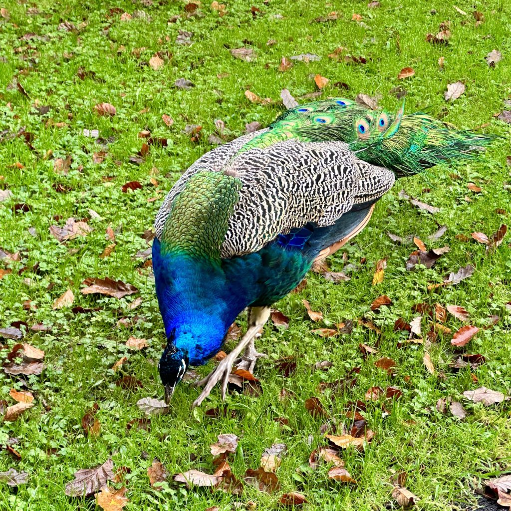 Peacock 