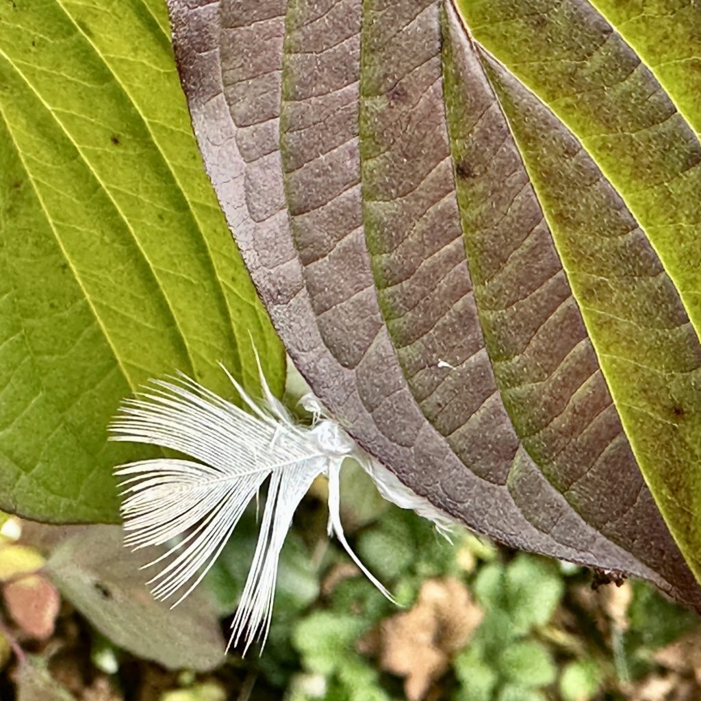 White feather stuck on a leaf