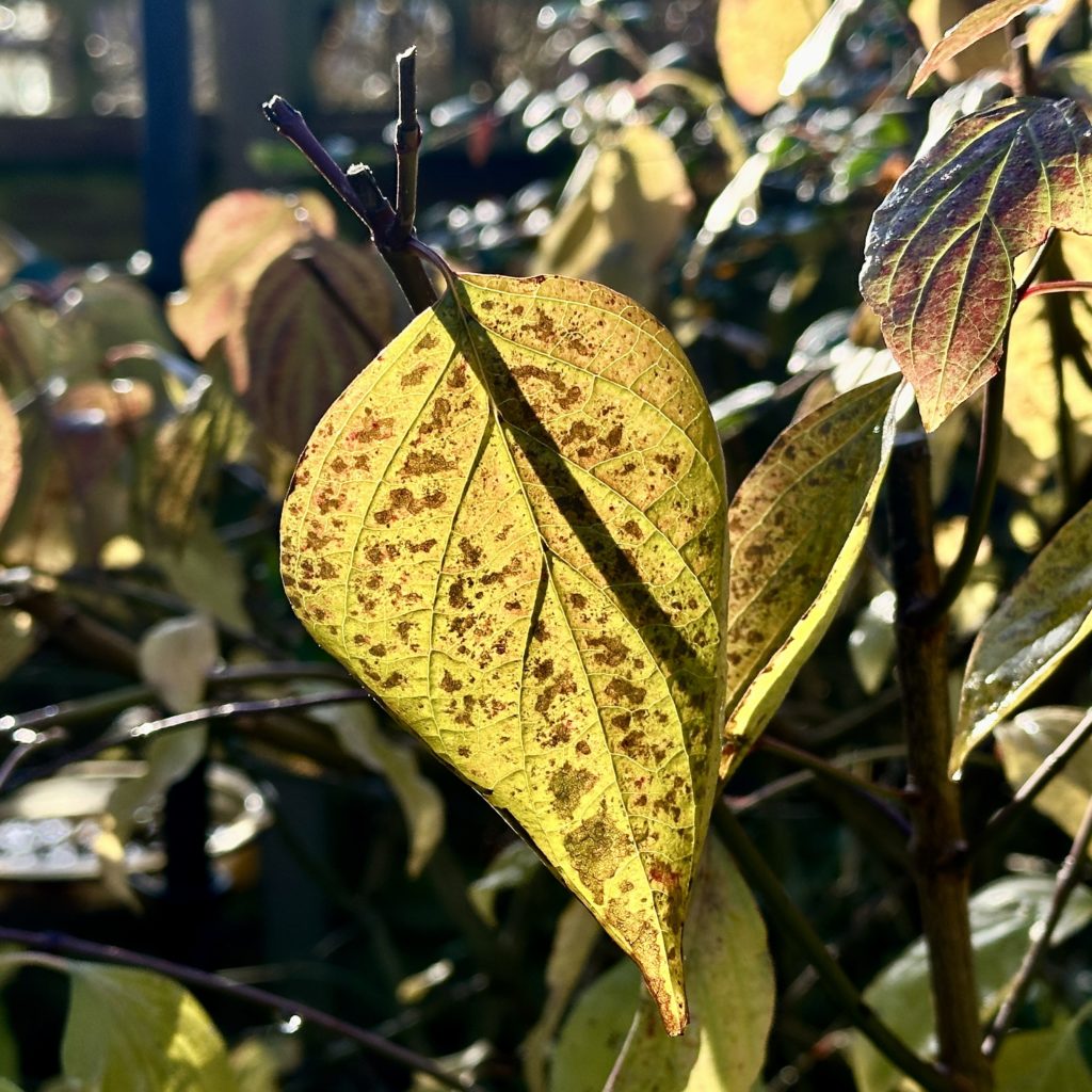 Autumn leaf