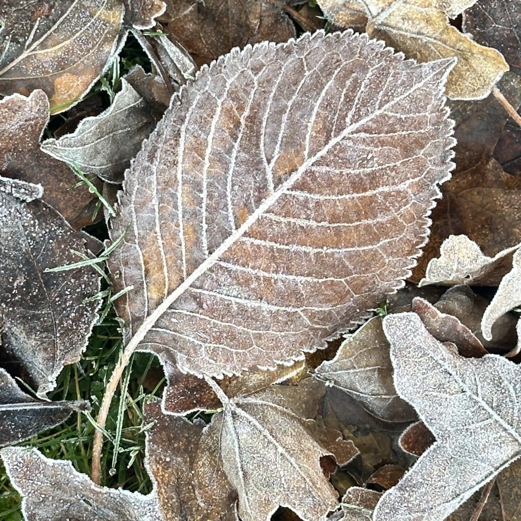 Autumn leaf with frost