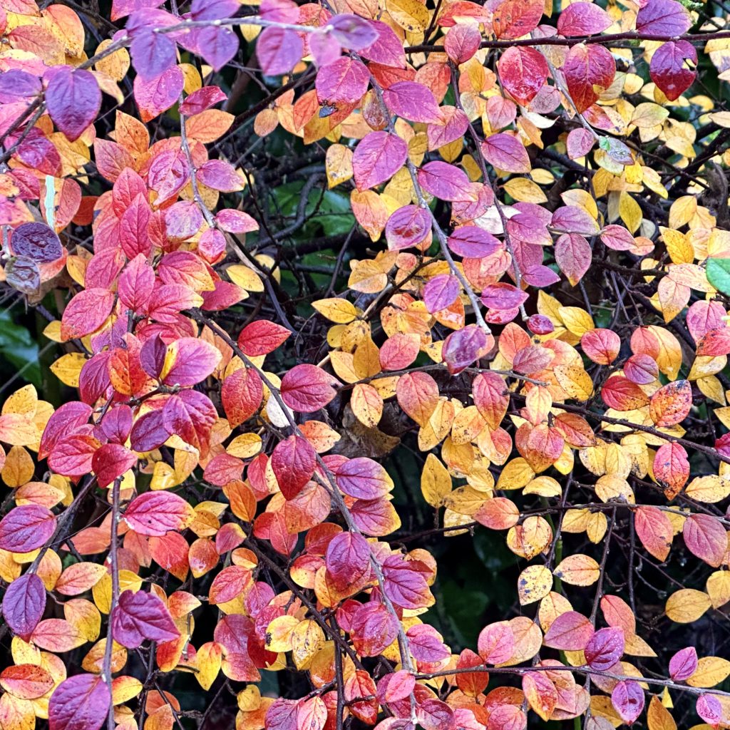 Red and yellow Leaves