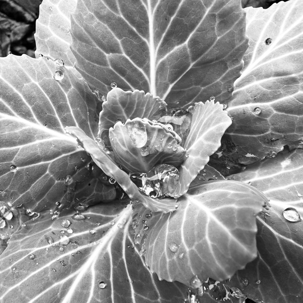Winter cabbage​