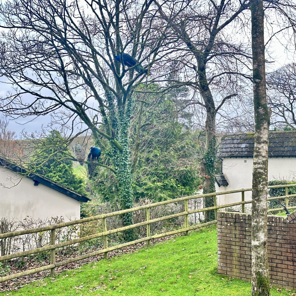 Peacocks at Woodbridge​