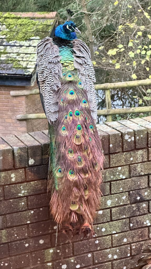 Peacock