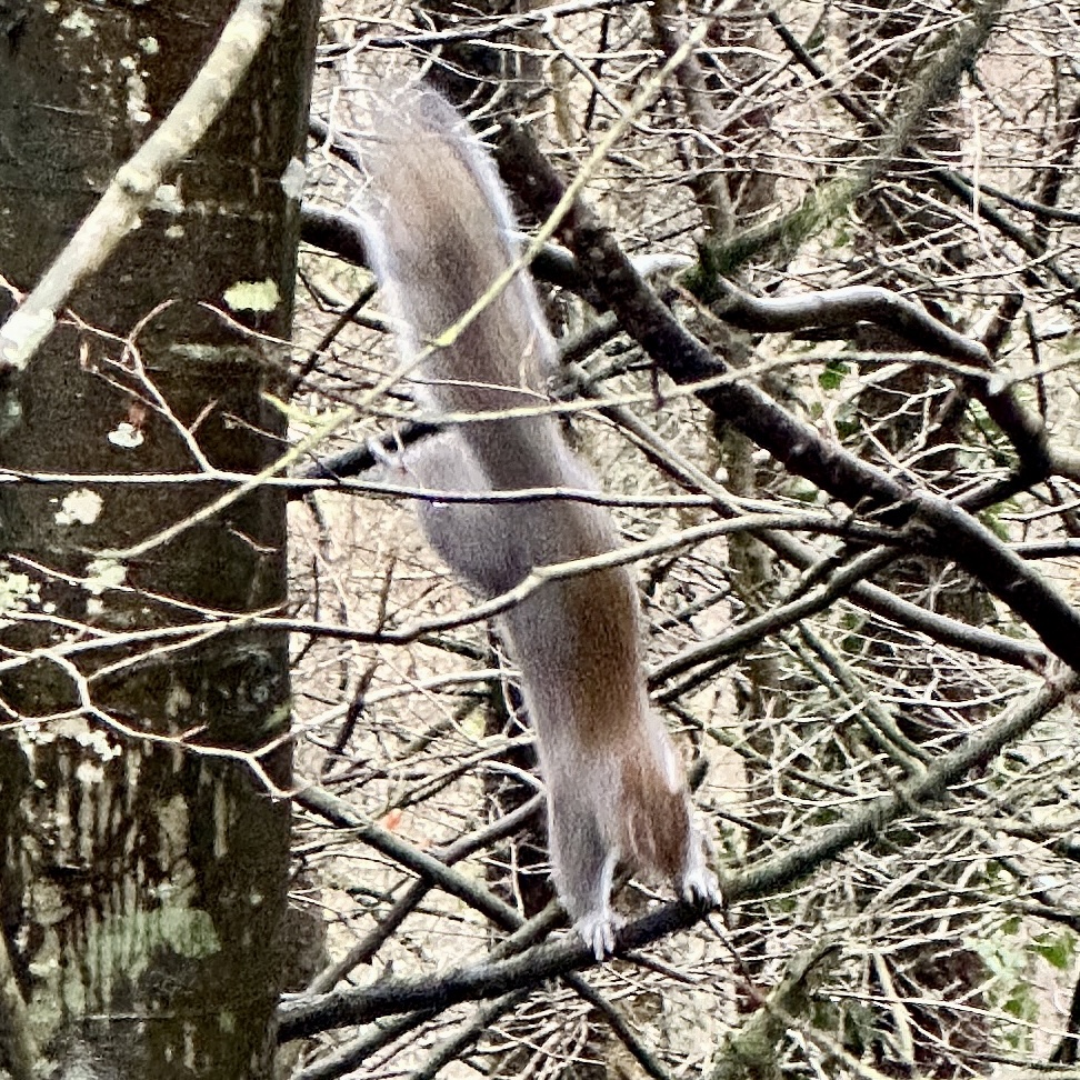 Grey squirrel 
