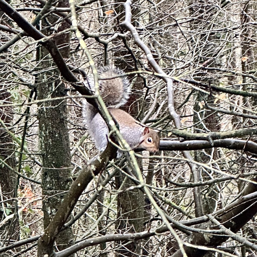 Grey squirrel 